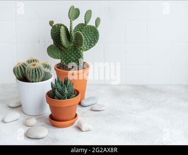 Cactus e pianta succulente in pentole sulla tavola, piante della casa Foto Stock