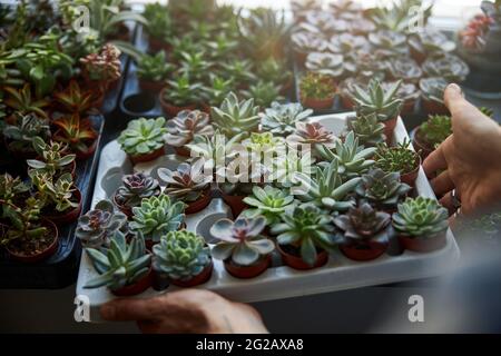 Mani maschili che tengono il contenitore con piante succulente in pentole Foto Stock