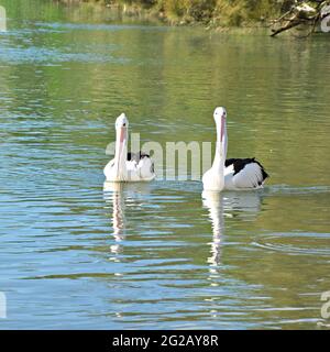 Due Pellicani australiani sull'acqua Foto Stock