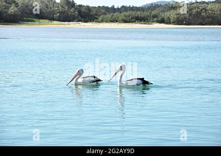Due Pellicani australiani sull'acqua Foto Stock