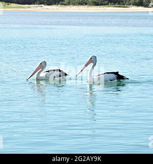 Due Pellicani australiani sull'acqua Foto Stock