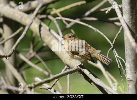 European Robin (Erithacus rufecula) giovane. Giugno, Kent, Regno Unito. Foto Stock