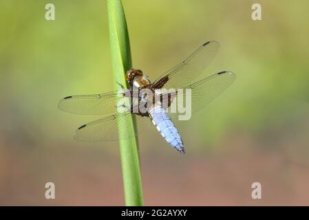 Chaser Dragonfly corposo (Libellula depressa) maschio. Kent, Regno Unito. Giugno Foto Stock