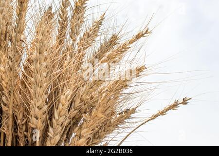 Un mazzo di spighe di grano su uno sfondo bianco con un posto per il vostro testo. Foto Stock