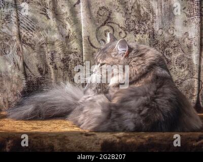 Il gatto meraviglioso sta giocando in casa Foto Stock