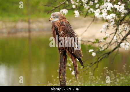 Aquilone rosso, siede su un moncone di fronte ad un albero di frutta con fiori bianchi. Un lago sullo sfondo. Ritratto dell'uccello di preda Foto Stock