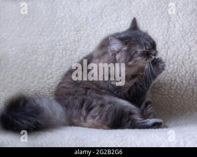 Il gatto meraviglioso sta giocando in casa Foto Stock