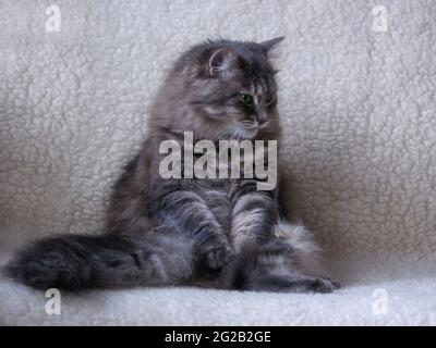 Il gatto meraviglioso sta giocando in casa Foto Stock