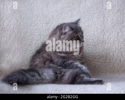 Il gatto meraviglioso sta giocando in casa Foto Stock