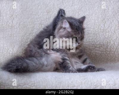 Il gatto meraviglioso sta giocando in casa Foto Stock