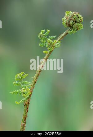 Bracken (Pteridium aquilinum), nuovi fronti unfurling, Dumfries, SW Scozia Foto Stock
