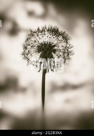 Silhouette di fiore di dente di leone o testa di blowball ricoperta di semi. Immagine in bianco e nero. Foto Stock