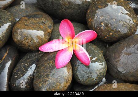 Fiore rosa di Frangipani su pietre di fiume Foto Stock