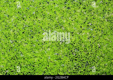 duckweed in acqua. stock foto sfondo vista dall'alto Foto Stock