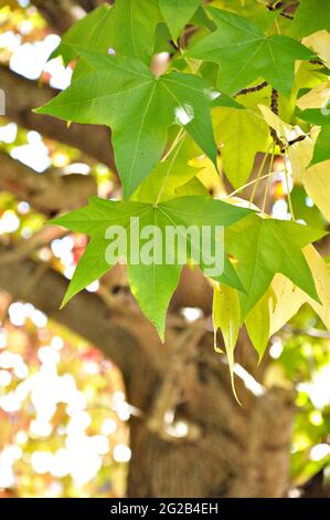 Foglie verdi di Ambra liquido, famiglia Maple Foto Stock