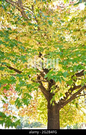 Liquid Amber Tree - uno della famiglia Maple Foto Stock