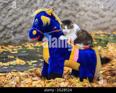 Meravigliosa passeggiata autunnale di gatti su foglie cadute Foto Stock