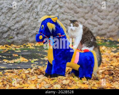 Meravigliosa passeggiata autunnale di gatti su foglie cadute Foto Stock