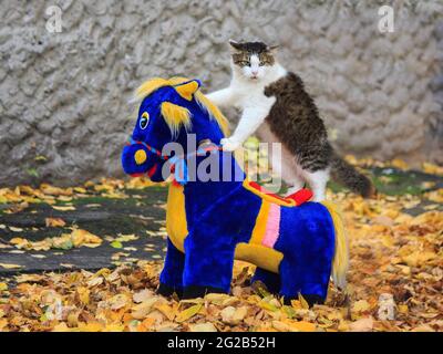 Meravigliosa passeggiata autunnale di gatti su foglie cadute Foto Stock