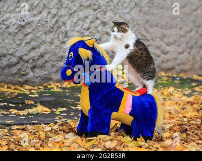 Meravigliosa passeggiata autunnale di gatti su foglie cadute Foto Stock