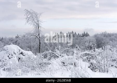 Bellissimo vino nebby alba paesaggio. Alberi e gras ricoperti di brina al mattino foggy. Foto Stock