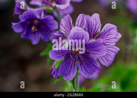 Pianta con fiori viola-violetto e viola-blu con vene più scure, in piena fioritura, fotografata da una breve distanza Foto Stock