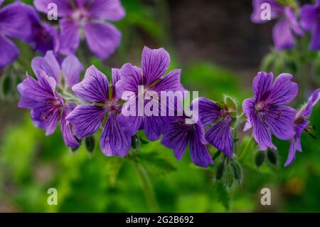 Pianta con fiori viola-violetto e viola-blu con vene più scure, in piena fioritura, fotografata da una breve distanza Foto Stock