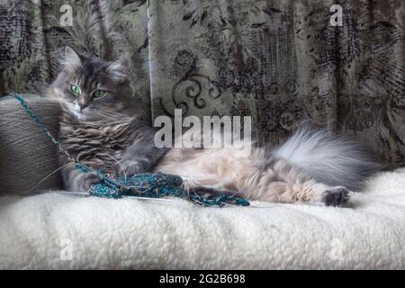 Il gatto meraviglioso sta giocando in casa Foto Stock