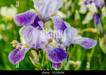 Iris ensata Midnight Star in piena fioritura, fiore di primavera fotografato da vicino in viola, blu, giallo, bianco Foto Stock