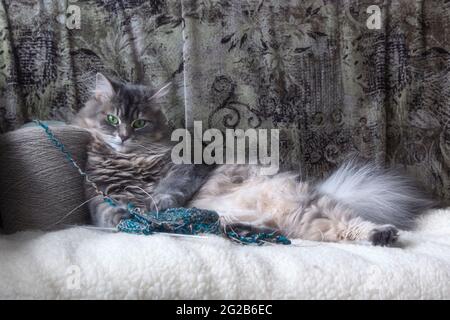 Il gatto meraviglioso sta giocando in casa Foto Stock