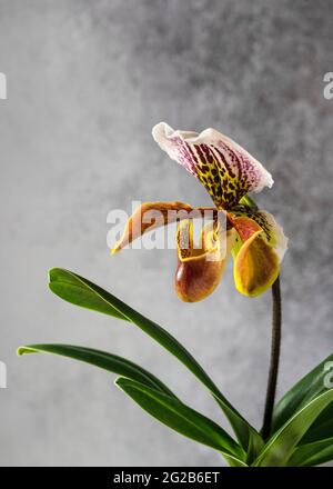 Bel fiore delle orchidee a scivola della Signora. (Cypripedioideae paphiopedilum) Foto Stock
