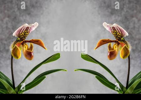 Bel fiore delle orchidee a scivola della Signora. (Cypripedioideae paphiopedilum) Foto Stock