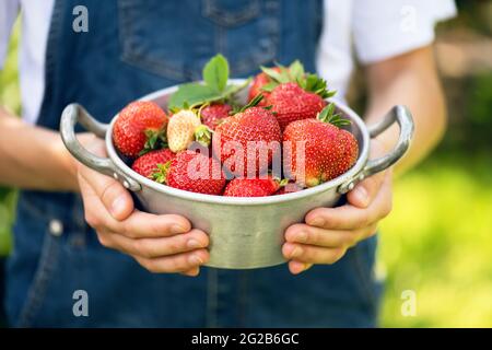 Fragole biologiche fresche raccolte. Mani che tengono il colander con le bacche succose fresche nel giardino. Foto Stock