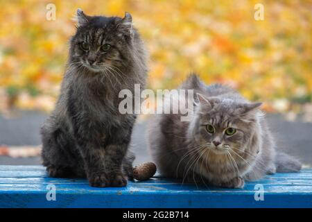 Meravigliosa passeggiata autunnale di gatti su foglie cadute Foto Stock