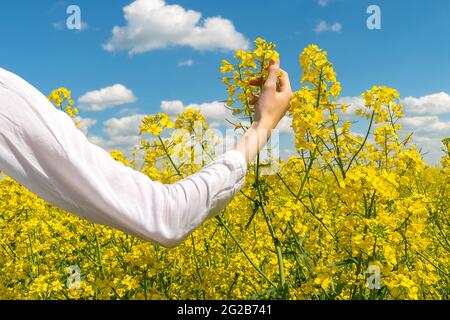 La mano della donna in una camicia bianca tocca i fiori di colza contro un cielo blu con le nuvole, copia spazio Foto Stock