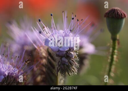 Neinstedt, Germania. 10 Giugno 2021. La pianta di campo Phacelia fiorisce coloratamente in un campo di papavero. Phacelia è anche conosciuto colloquialmente come pascolo delle api o amico delle api, come la pianta è considerata una pianta molto produttiva di raccolta delle api. Le cosiddette strisce fiorite ai margini di grandi monocolture con grano, colza o mais sono destinate a fornire alle api cibo durante l'estate. Le strisce di fiori fanno parte delle misure agroambientali e di protezione del clima per le quali gli agricoltori sono premiati. Credit: Matrhias Bein/dpa-Zentralbild/dpa/Alamy Live News Foto Stock