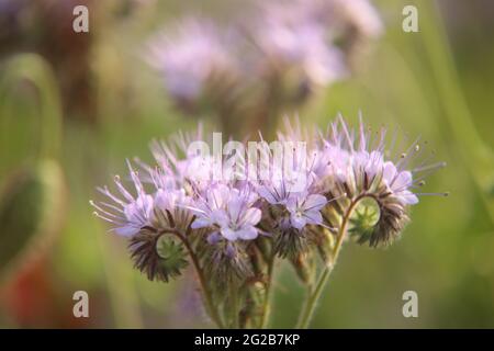 Neinstedt, Germania. 10 Giugno 2021. La pianta di campo Phacelia fiorisce coloratamente in un campo di papavero. Phacelia è anche conosciuto colloquialmente come pascolo delle api o amico delle api, come la pianta è considerata una pianta molto produttiva di raccolta delle api. Le cosiddette strisce fiorite ai margini di grandi monocolture con grano, colza o mais sono destinate a fornire alle api cibo durante l'estate. Le strisce di fiori fanno parte delle misure agroambientali e di protezione del clima per le quali gli agricoltori sono premiati. Credit: Matrhias Bein/dpa-Zentralbild/dpa/Alamy Live News Foto Stock