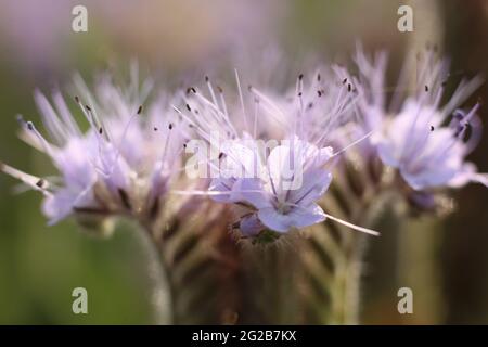 Neinstedt, Germania. 10 Giugno 2021. La pianta di campo Phacelia fiorisce coloratamente in un campo di papavero. Phacelia è anche conosciuto colloquialmente come pascolo delle api o amico delle api, come la pianta è considerata una pianta molto produttiva di raccolta delle api. Le cosiddette strisce fiorite ai margini di grandi monocolture con grano, colza o mais sono destinate a fornire alle api cibo durante l'estate. Le strisce di fiori fanno parte delle misure agroambientali e di protezione del clima per le quali gli agricoltori sono premiati. Credit: Matrhias Bein/dpa-Zentralbild/dpa/Alamy Live News Foto Stock