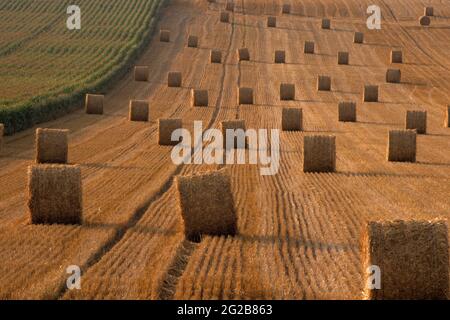 FRANCIA. GRAND-EST. MARNE (51) PILE DI FIENO DURANTE IL RACCOLTO Foto Stock