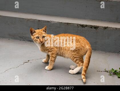 Gatto rosso senzatetto affamato sulla strada in città. El Hierro, Isole Canarie, Spagna. Foto Stock