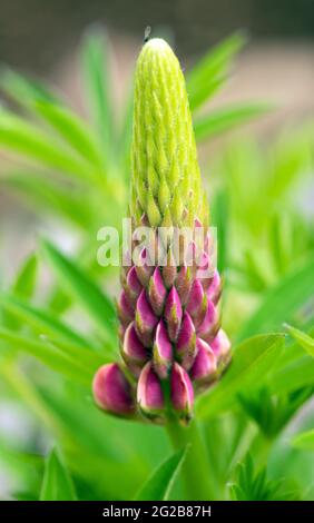 Giardino lupin (Lupinus polyphyllus) Foto Stock