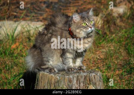 Meravigliosa passeggiata autunnale di gatti su foglie cadute Foto Stock