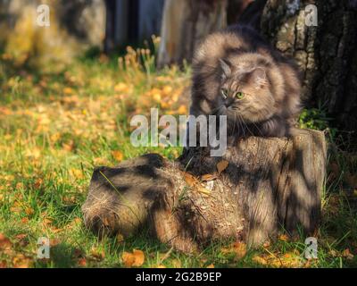 Meravigliosa passeggiata autunnale di gatti su foglie cadute Foto Stock