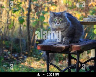 Meravigliosa passeggiata autunnale di gatti su foglie cadute Foto Stock