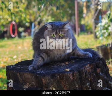 Meravigliosa passeggiata autunnale di gatti su foglie cadute Foto Stock