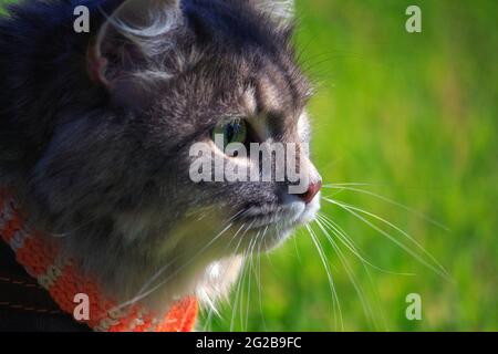 Meravigliosa passeggiata autunnale di gatti su foglie cadute Foto Stock