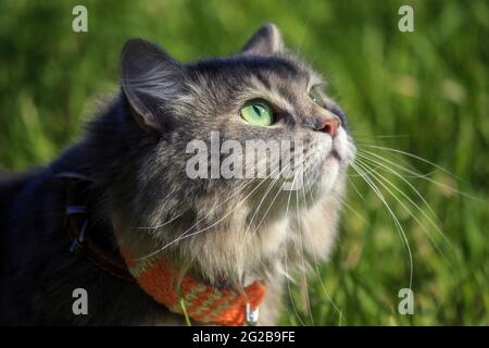 Meravigliosa passeggiata autunnale di gatti su foglie cadute Foto Stock