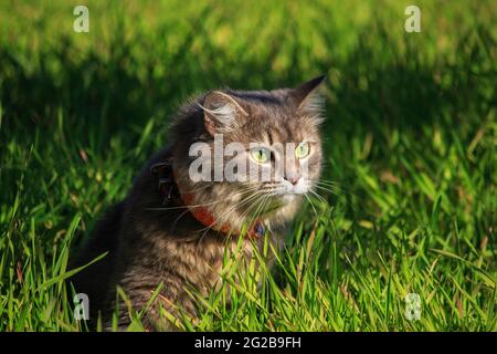 Meravigliosa passeggiata autunnale di gatti su foglie cadute Foto Stock