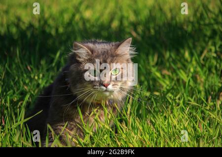 Meravigliosa passeggiata autunnale di gatti su foglie cadute Foto Stock