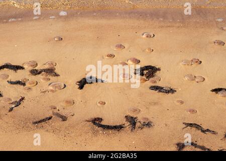 Meduse morte si sono arenate sulla spiaggia. Medusa morta nelle acque poco profonde vicino alla riva. Nessuno Foto Stock